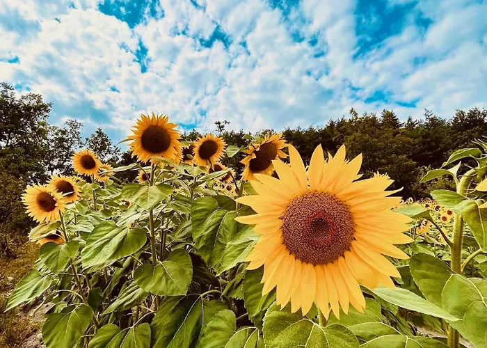 펜션 La Croix Bouteilles-Saint-Sébastien